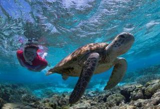 Lady Elliot Island Eco Resort Exterior foto