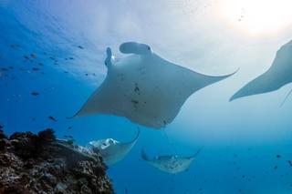 Lady Elliot Island Eco Resort Exterior foto